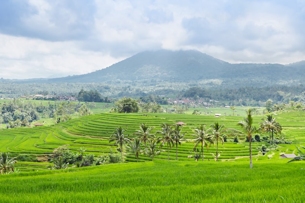 Beautiful rice terraces and mountains on Bali 