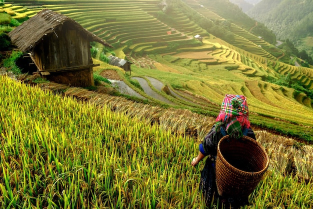 Photo beautiful rice terraces in mu cang chai yenbai vietnam