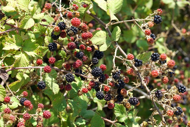 Beautiful ripe blackberries ready to be harvested in sunny Italy