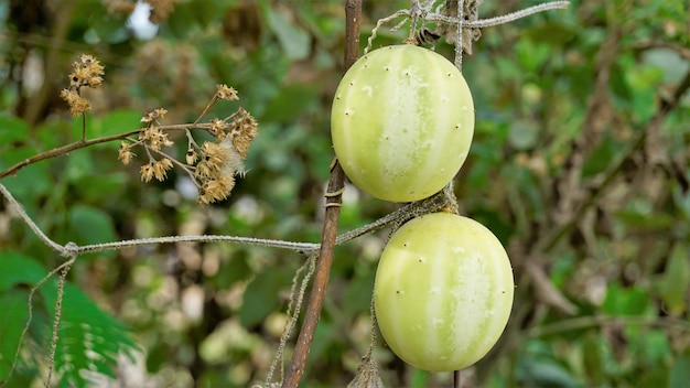 野生のキュウリとしても知られるエキノシスティス・ロバタの美しい熟した果実