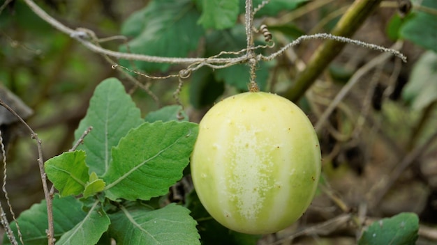 Красивый спелый плод Echinocystis lobata, также известный как дикий огурец