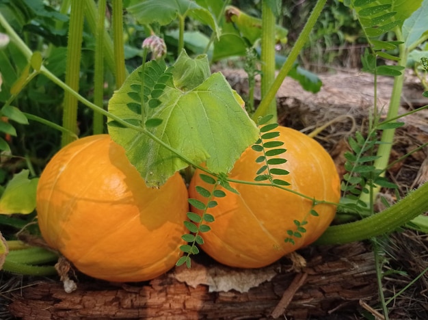 beautiful, ripe, juicy, fruits, pumpkins, yellow, in the garden, gardening, green, leaves, nature