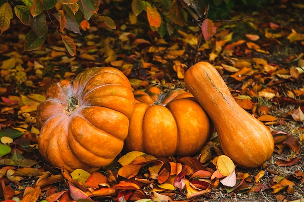 Beautiful ripe pumpkins in the garden under a tree with yellow leaves