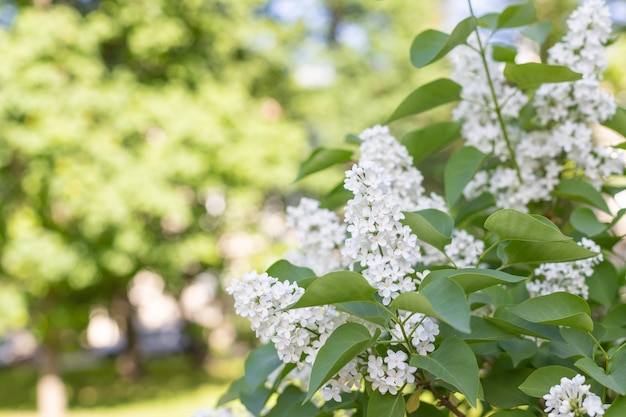 Bellissimi fiori lilla bianchi maturi in una soleggiata giornata primaverile a maggio sullo sfondo di un giardino verde sfondo di primavera cespuglio lilla bianco