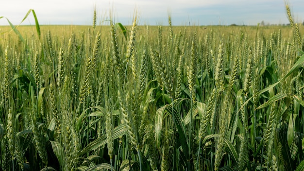スペインの田舎の緑の小麦の風景の美しい熟成作物