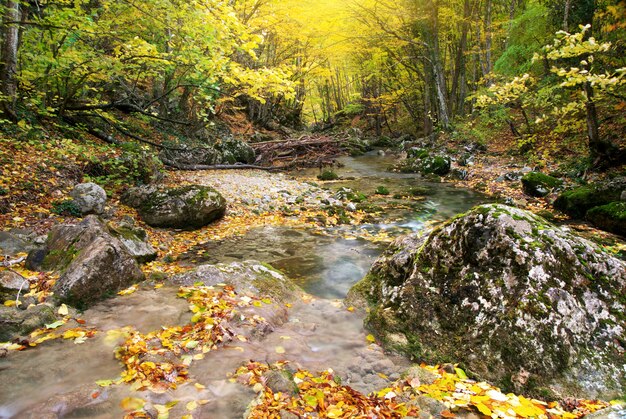 Beautiful river in the autumn forest