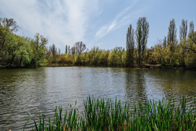 Beautiful river coast in summer colorful landscape with a lake green trees and grass blue sky nature beautiful summer landscape