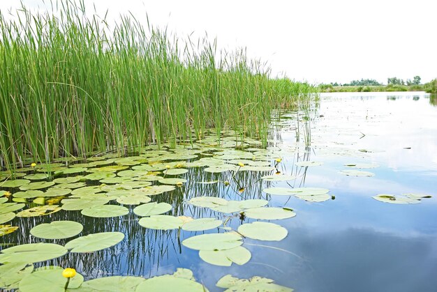 Красивый речной пейзаж с кувшинками на воде