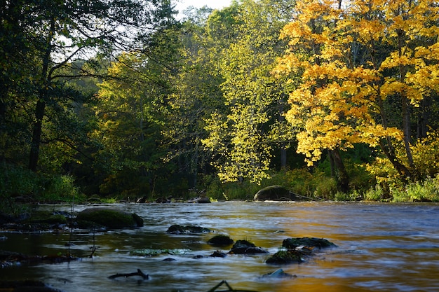 The beautiful river in the park