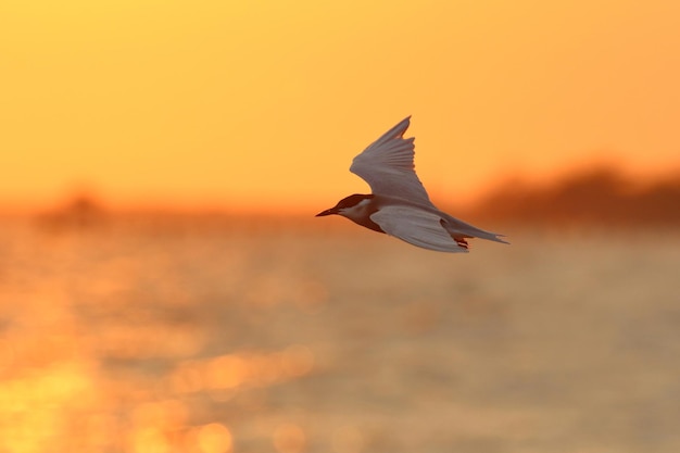 Photo beautiful river tern flying in the sky during sunset