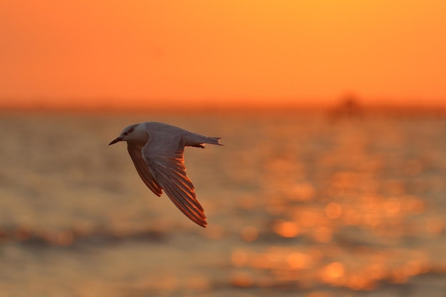 Beautiful River Tern flying in the sky during sunset