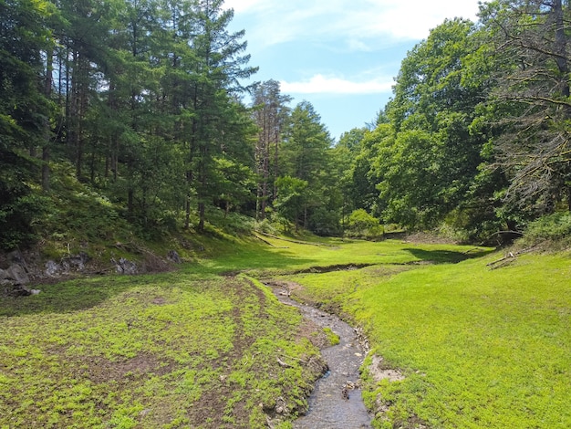 Bellissimo fiume con una pineta tutt'intorno e cielo azzurro