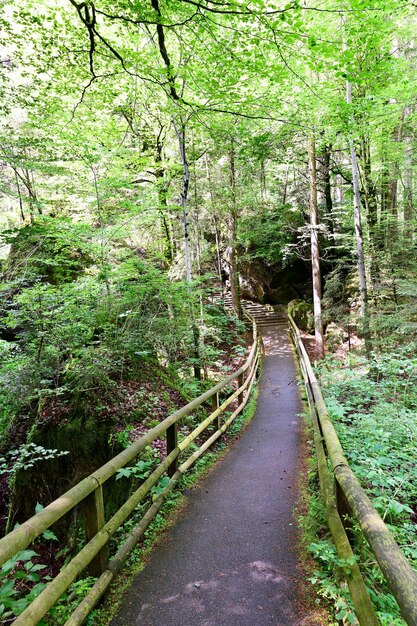 Beautiful road in the forest