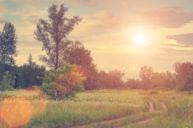 Beautiful road on sunny meadow