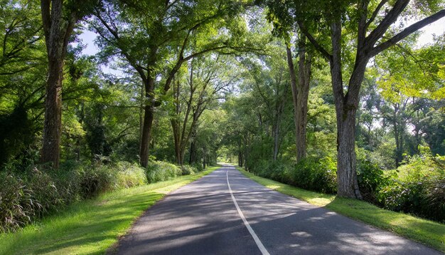 A beautiful road through lush greenery