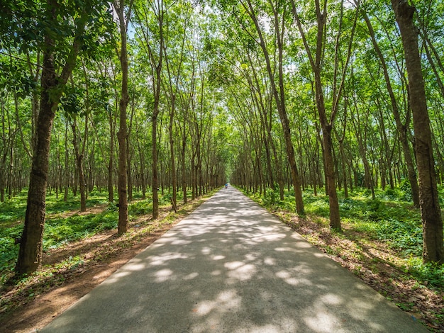 Bella strada tra gli alberi