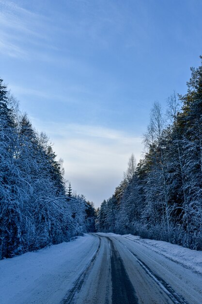 Beautiful road in the winter forest