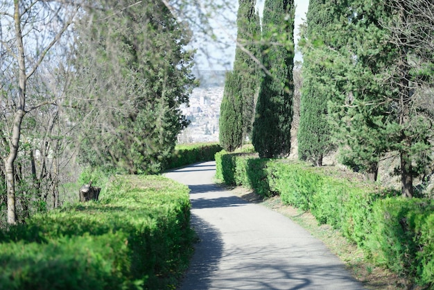 Beautiful roads in park with bushes and trees curved asphalt alley on a sunny day concept