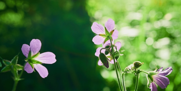 美しい道端の花、自然の多様性