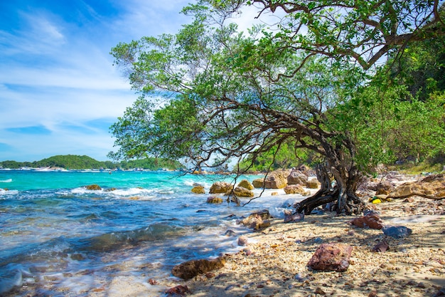 Beautiful rocky beach with tree by the sea.