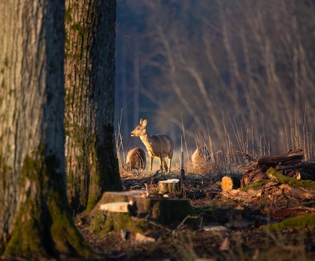 Фото Красивые олени пасутся возле деревьев. прекрасный весенний утренний пейзаж.
