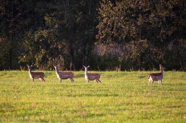 Beautiful roe deer looking into the distance of the meadow