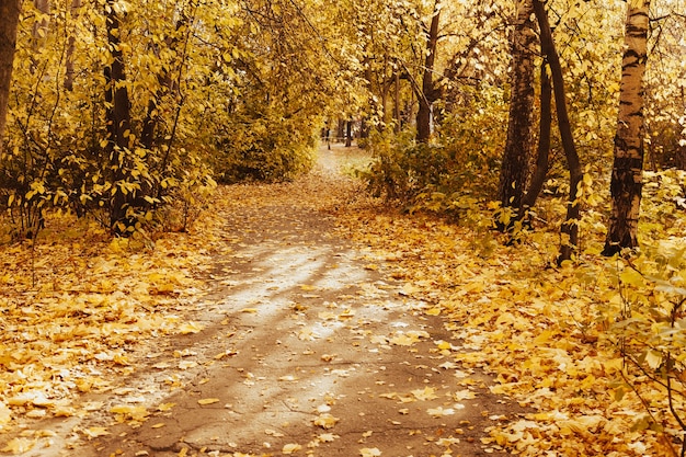 Beautiful romantic alley in a park with colorful trees and sunlight. autumn