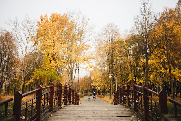 Bellissimo vicolo romantico in un parco con alberi colorati e luce solare.