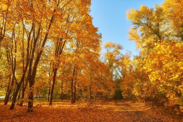 Beautiful romantic alley in a park with colorful trees and sunlight