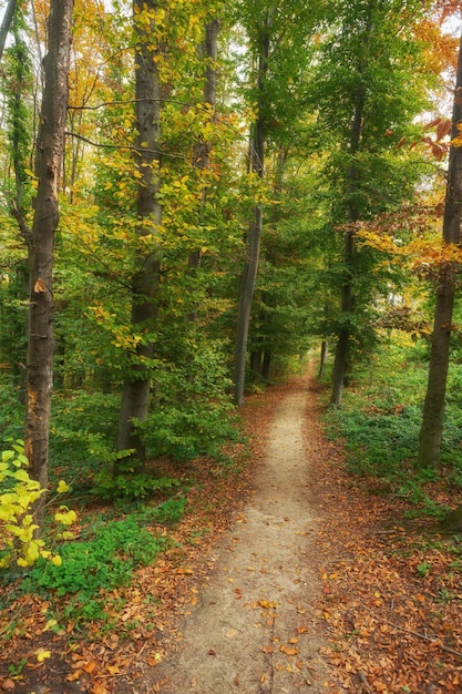 Beautiful romantic alley in a park with colorful trees and sunlight