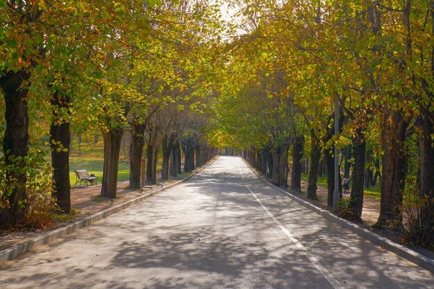 Bellissimo vicolo romantico nel parco con alberi giallo-verdi autunnali e luce solare natura autunnale