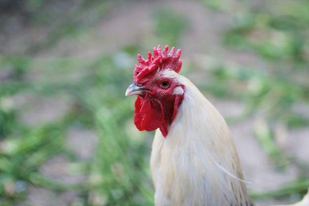 Beautiful rooster in the chicken coop. Domestic bird. Farm