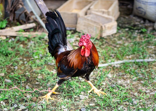 A beautiful rooster on the green field