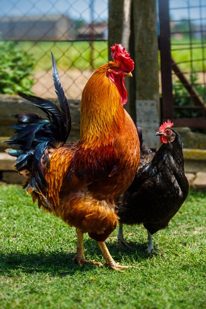 Beautiful rooster and hen in love walking on the green grass