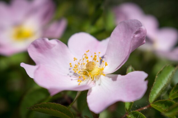 Beautiful rosa canina (dog rose) pink flower