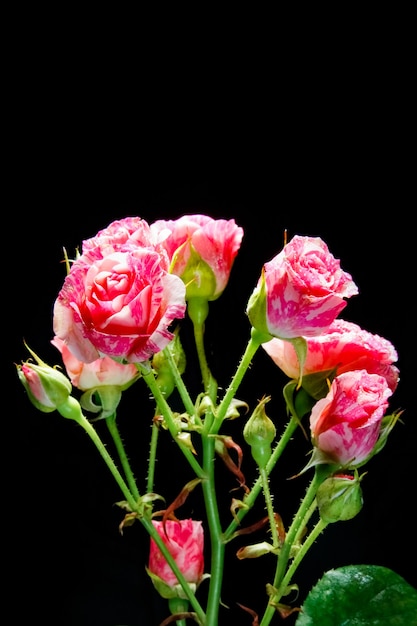 Beautiful rose on a black wall