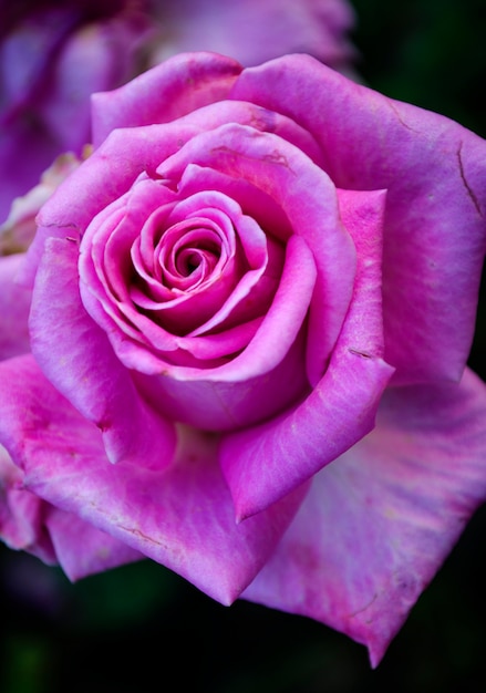 Beautiful rose blooming in the garden close up