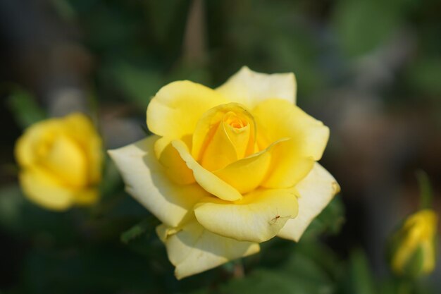 Beautiful rose blooming in the sun