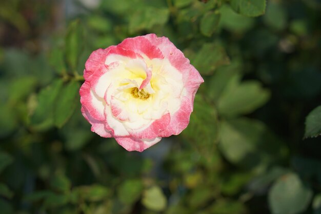 Beautiful rose blooming in the sun