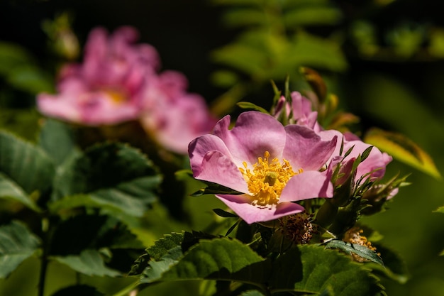 아름다운 장미 가지 핑크