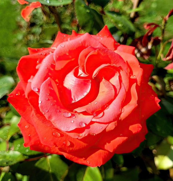 Photo beautiful rose closeup garden