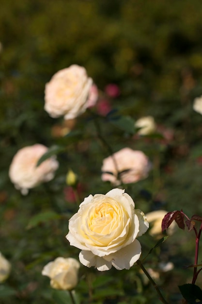 beautiful rose in the field