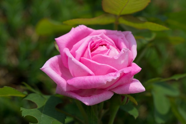 beautiful rose in the field