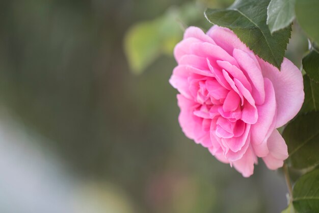 beautiful rose in the field