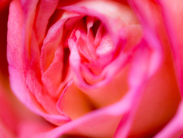 beautiful rose flower background. textures of pink rose petals for background.