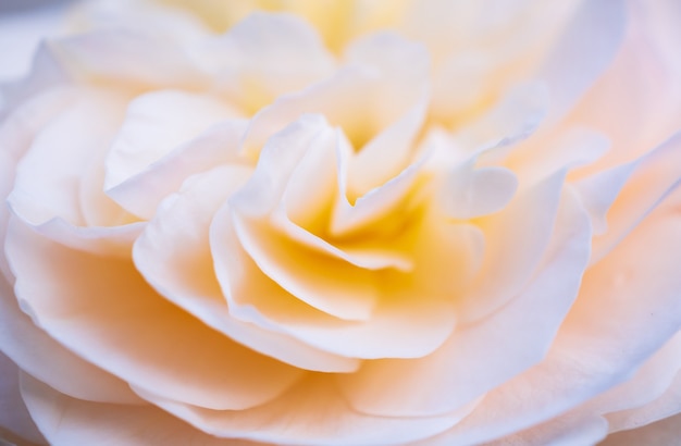Beautiful rose flower close up abstract background