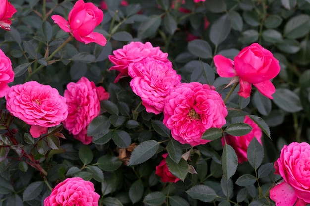 Красивый цветок розы rosa octavia hill крупным планом