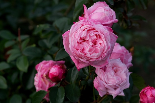 Beautiful rose flower rosa octavia hill close-up