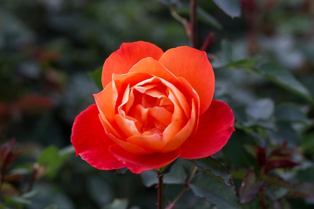 Beautiful rose flower rosa super trouper close-up