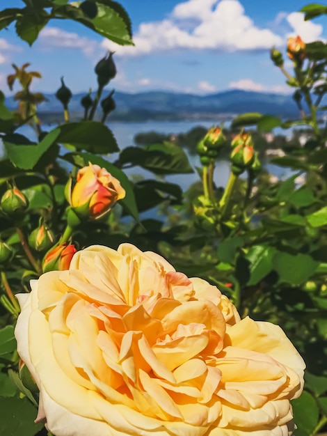 Bellissimo fiore rosa nelle montagne del lago giardino svizzero e nel cielo blu a wollerau su sfondo natura o...